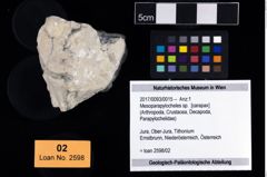 Foto (Objekt + Etikett) von Mesoparapylocheles sp.  (NHMW-GEO-2017-0093-0015)